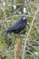 Rook